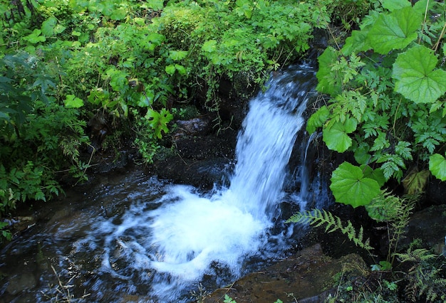 L'eau en streaming en petite cascade à Forest Creek