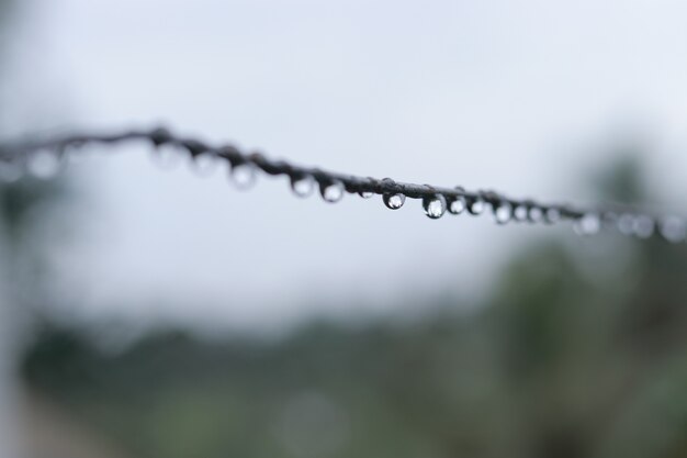 L&#39;eau tombe dans une branche