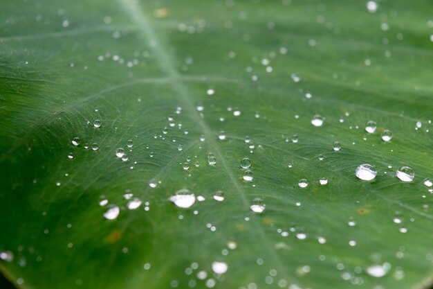 l&#39;eau tombe sur la feuille verte dans la forêt,