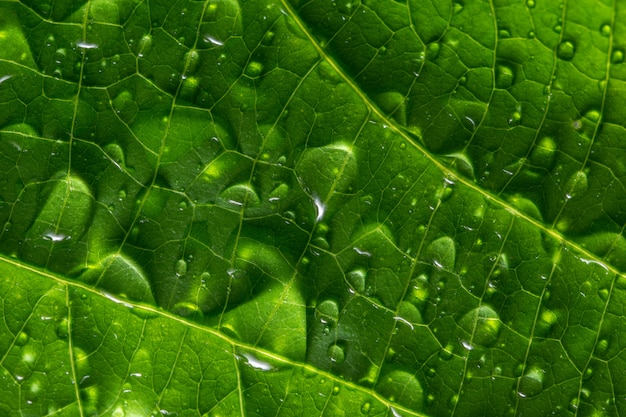 L&#39;eau tombe sur les feuilles vertes