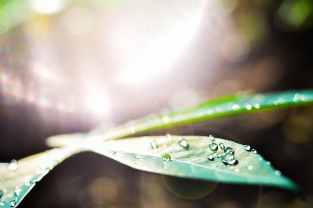 L&#39;eau tombe sur les feuilles vertes.