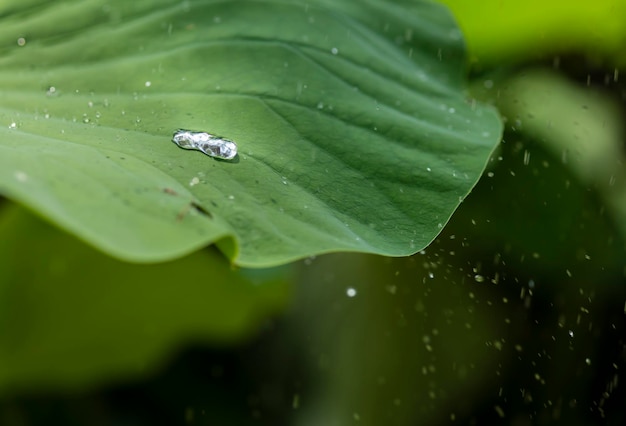 L&#39;eau tombe sur les feuilles vertes