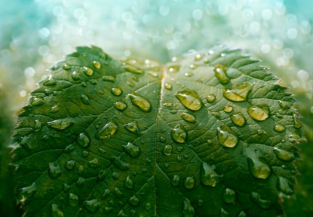 L&#39;eau tombe sur les feuilles