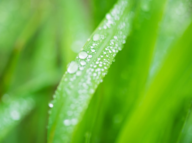 L&#39;eau tombe sur l&#39;herbe verte