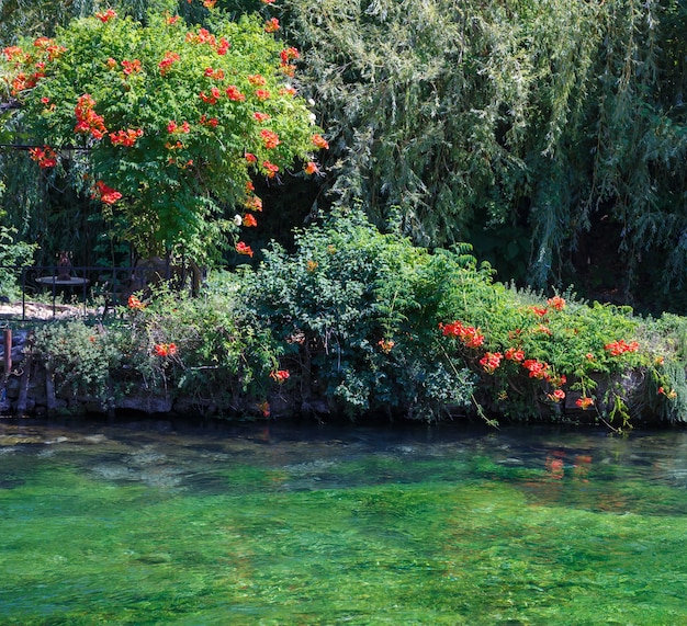 eau vert émeraude aux algues et fleurs river sourge fontainedevaucluse provence france