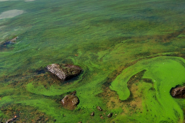 Eau verte en fleurs Rivière polluée par les algues vertes