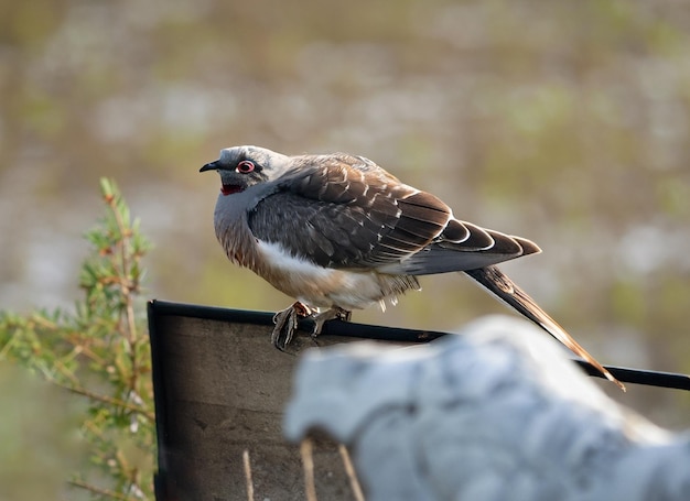 A Eaux de jacana ailé en bronze