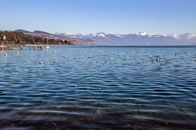 Photo eaux transparentes du lac léman et des alpes vu de lausanne, suisse