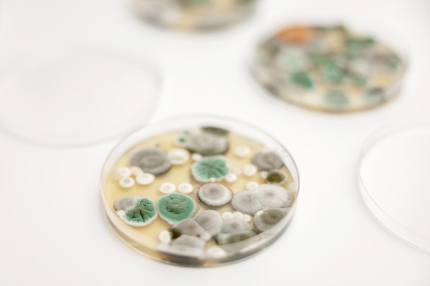 Échantillons de moisissures sur fond blanc Une boîte de Pétri avec des colonies de micro-organismes pour analyse bactériologique dans un laboratoire microbiologique Vue rapprochée de la moisissure