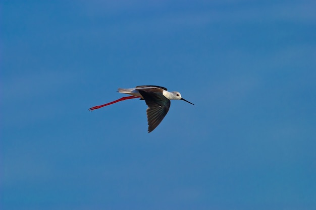 Photo Échasses à ailes noires