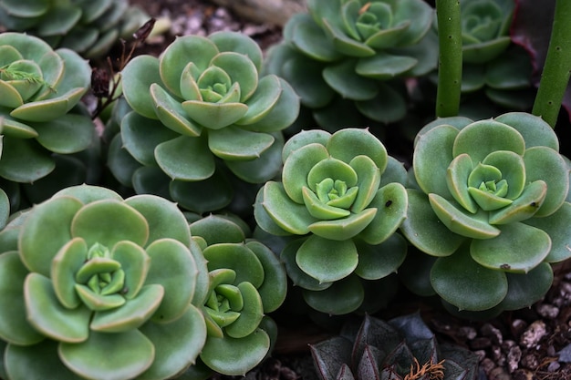 Echeveria cv Victor est une plante grasse