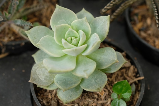 Echeveria lilacina. ghost echeveria ou poules et poussins mexicains, est une espèce de plantes succulentes.