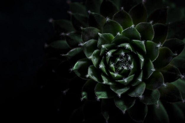 Echeveria macro succulente