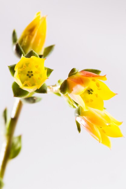 Echeveria succulente à fleurs sur un blanc isolé