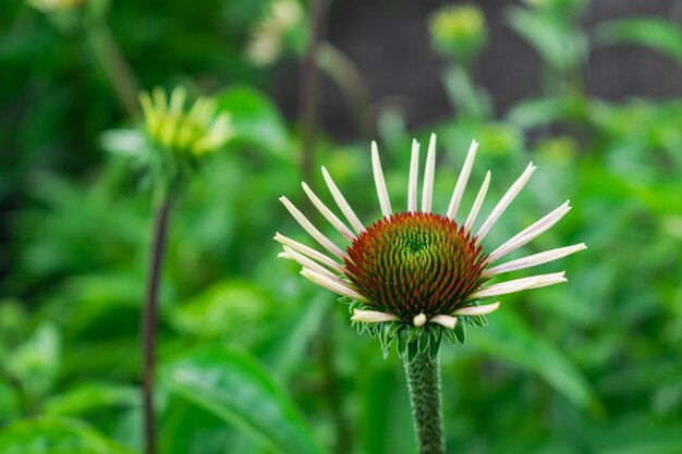 Echinacea purpurea, échinacée pourpre orientale