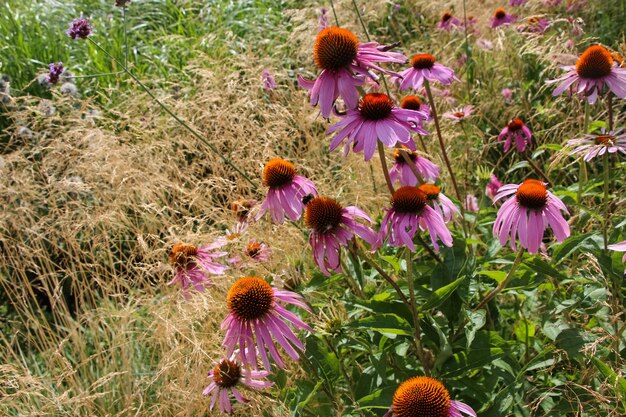 Echinacea purpurea fleurs dans un parc de la ville le soir