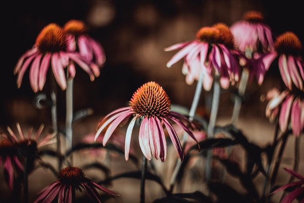 Echinacea purpurea Magnus