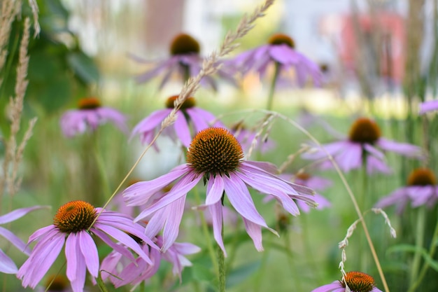 Echinacea violet sur un lit de fleurs avec un arrière-plan flou Jardin Botanique