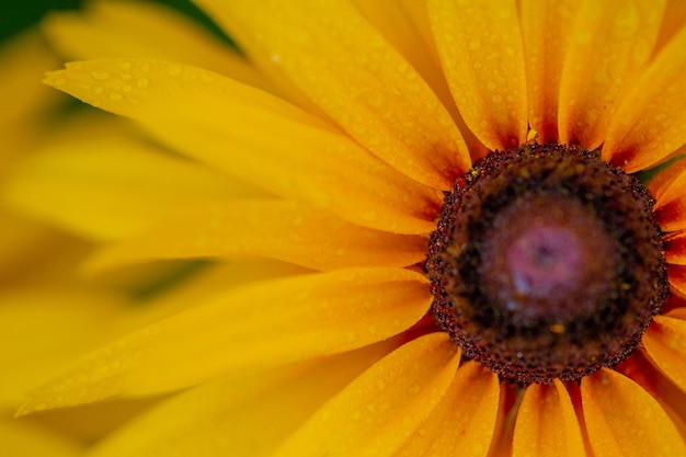 L'échinacée est un genre ou un groupe de plantes à fleurs herbacées de la famille des marguerites Fleur jaune