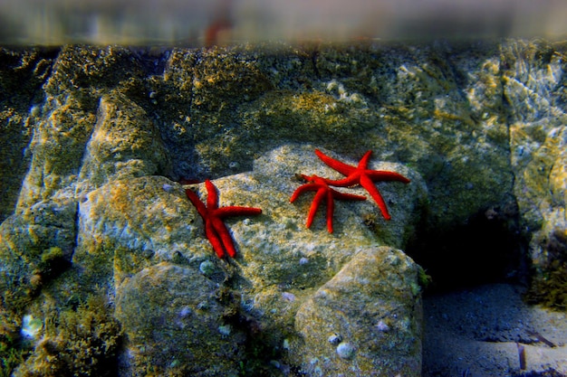 Echinaster sepositus Étoile de mer rouge image sous-marine dans la mer Méditerranée