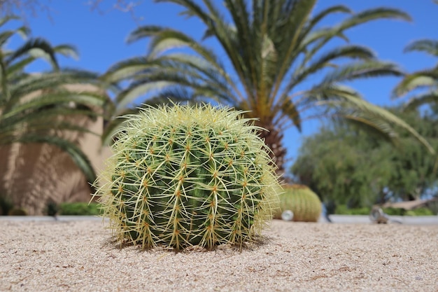 Echinocactus, un genre de cactus originaire du sud des États-Unis et du nord du Mexique