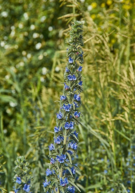 Echium vulgaire