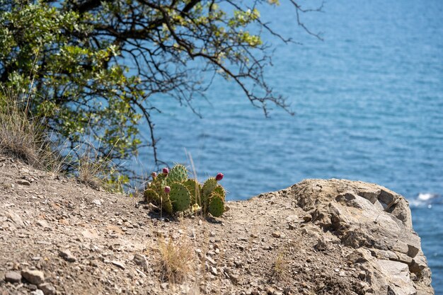 Éclaboussures Des Vagues Se Cognant Contre Le Rivage Rocheux