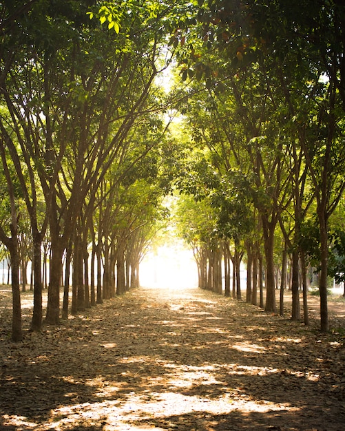 Photo eclairage dans le jardin