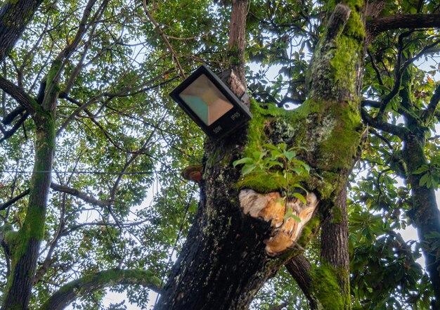 Photo Éclairage dans le parc parc du soir éclairage sur un arbre technologies modernes