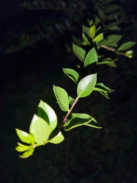 L'éclat de la nuit avec la plante