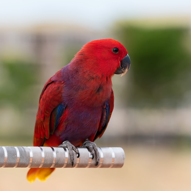 Eclectus roratus vosmaeri.