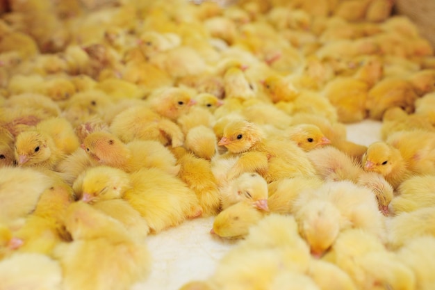 Photo Éclosion de poulets et de cailles dans un incubateur d'une ferme avicole