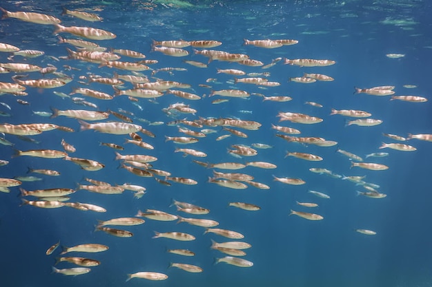 École de poissons sous l'eau. Fond sous-marin de poissons.