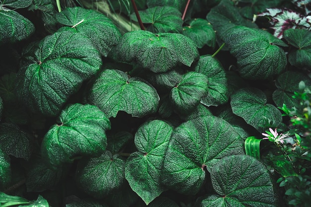 Écologie de la forêt tropicale et scène de nature de fond de verdure naturelle avec feuille de plante dans le concept de style de ton vert de style de vie relaxant et de liberté utilisant pour la relaxation spa et la fraîcheur des paysages de voyage