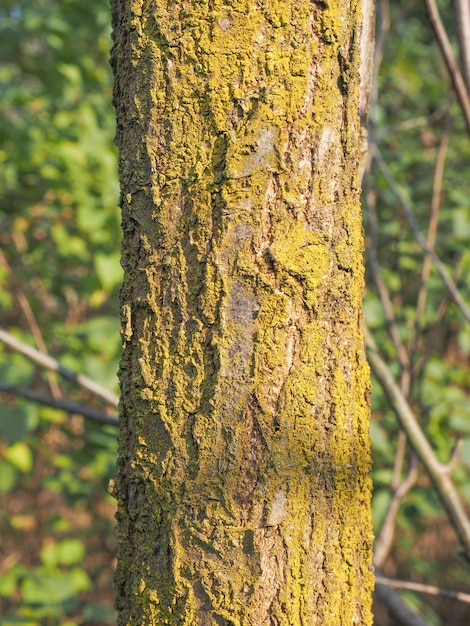 Photo Écorce d'arbre au soleil