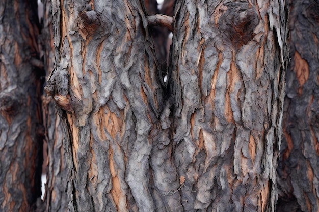 L'écorce d'un arbre dans la forêt Closeup