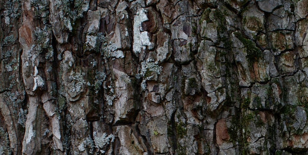 L'écorce de l'arbre est brune