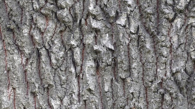 écorce d'arbre à feuilles caduques fond de texture