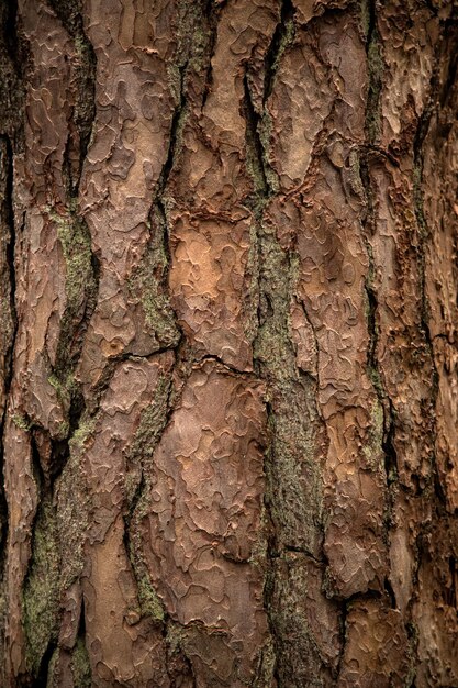 Photo Écorce d'arbre de la forêt d'hiver