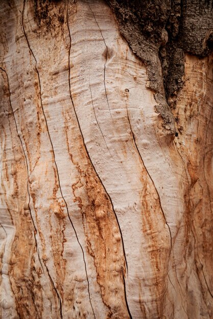 Photo Écorce d'arbre en gros plan texture du bois tbilissi géorgie