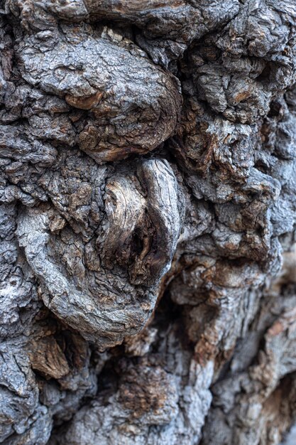 Une écorce d'arbre texture abstraite