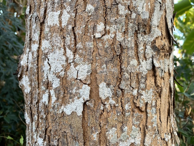 écorce d'arbre et de texture du bois