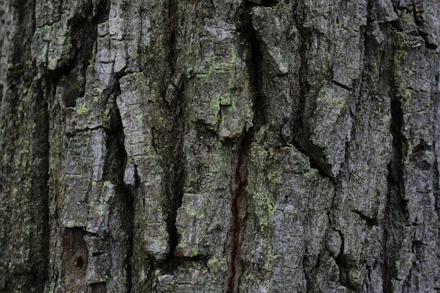 l'écorce a un beau motif dessus arbre naturel