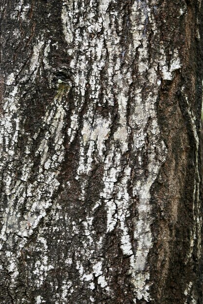 Écorce en bois dans le jardin , Close up Texture