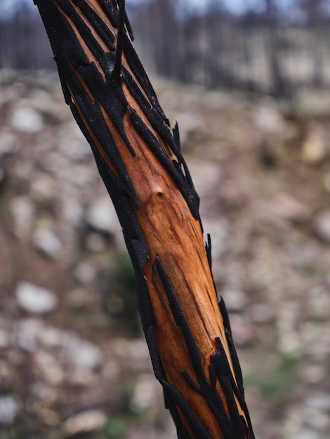 L'écorce d'une branche d'arbre sèche photo