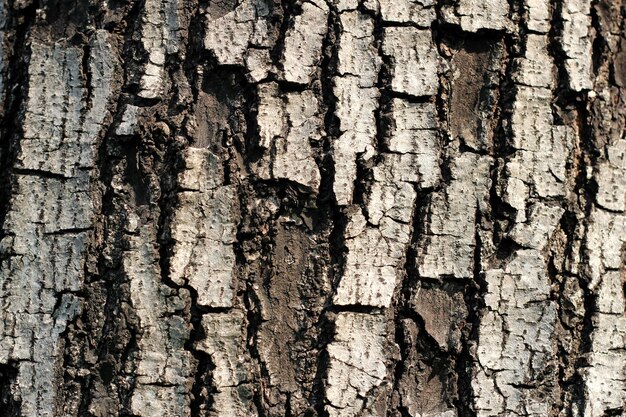 Écorce brune de l'arbre