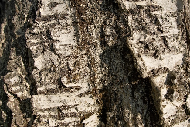 L'écorce de cerisier fruitier est blanchie à la chaux la texture de l'écorce