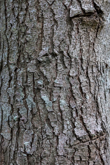 Écorce D'épinette En Gros Plan L'écorce Exfoliante De L'arbre Dégradé De Lumière Texture De La Structure Naturelle