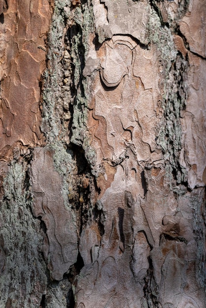 écorce multicouche d'un vieux pin détails rapprochés du tronc d'un ancien pin avec une écorce de nuances brunes