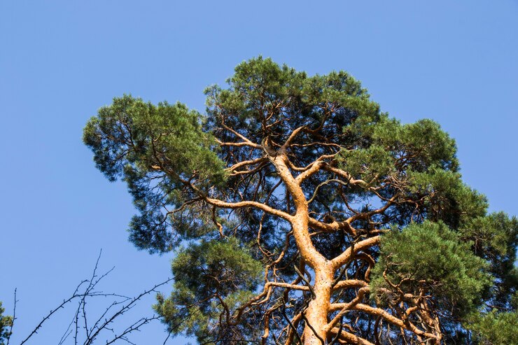 Photo écorce de pin et fond de corps, gros plan, beau fond d'arbre